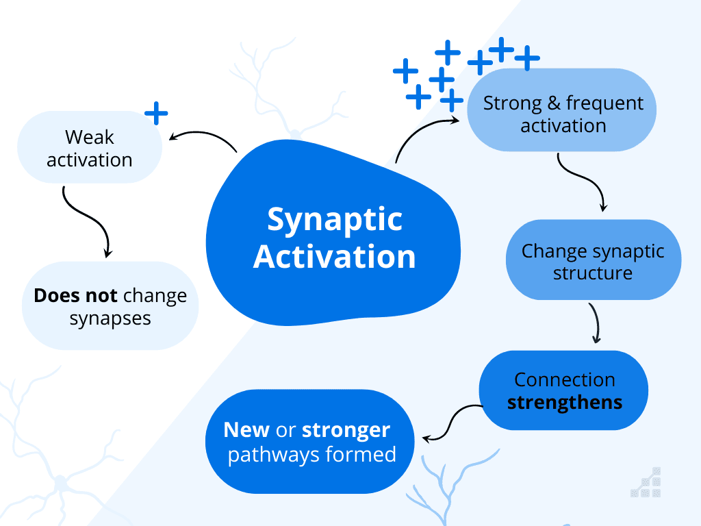 Diagram of Neuroplasticity and how neural connections can be activated and strengthened